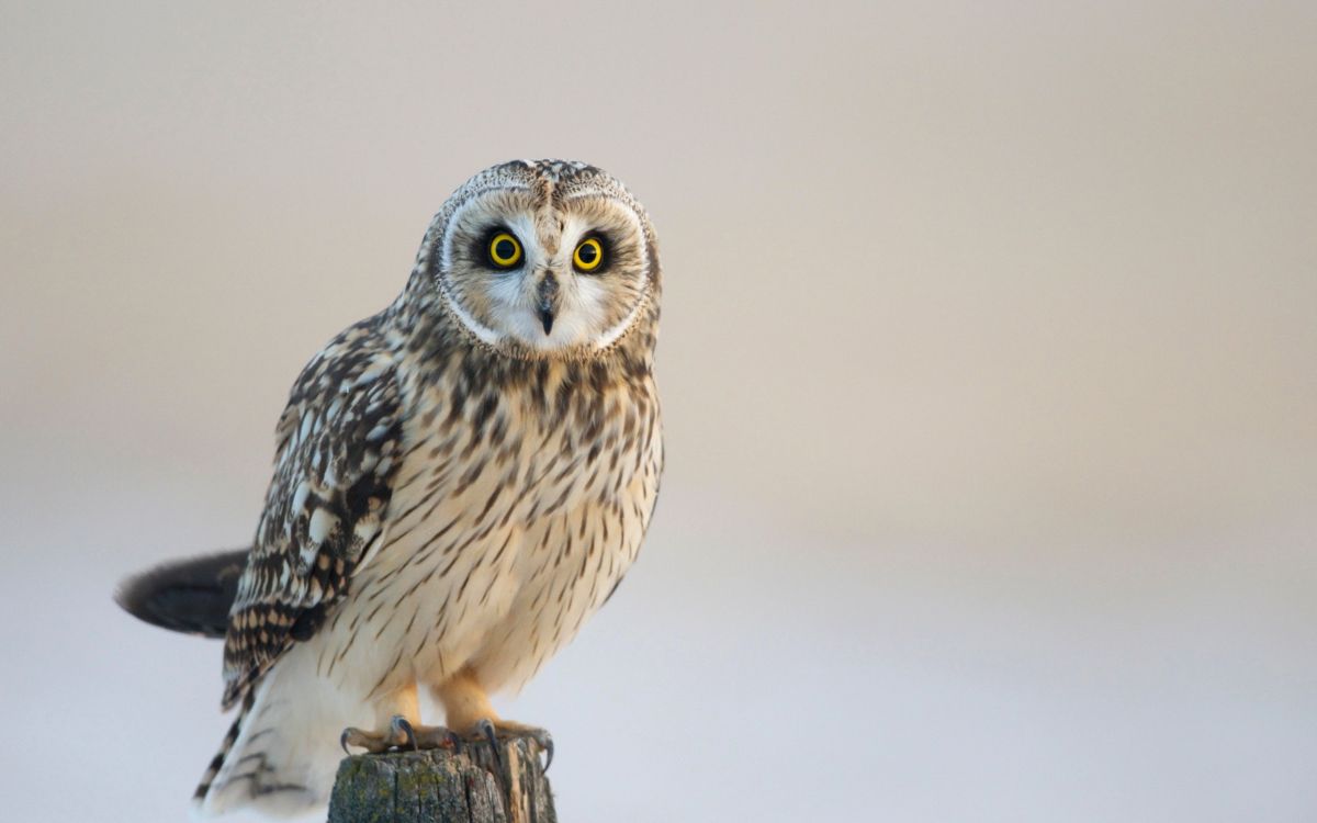 white and black owl on brown wooden stick