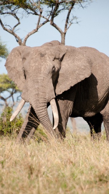 Image elephant walking on green grass field during daytime