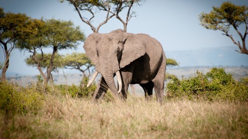 Image elephant walking on green grass field during daytime