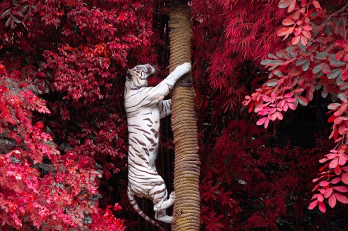 Image zebra statue surrounded by red flowers