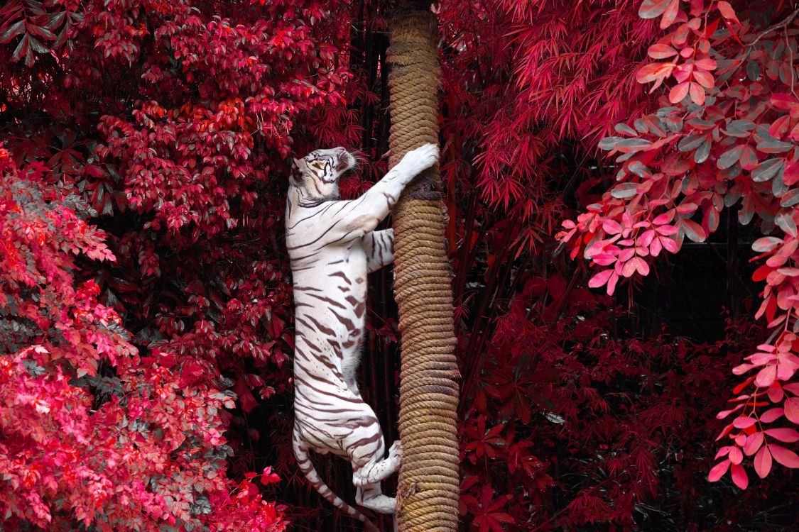 zebra statue surrounded by red flowers