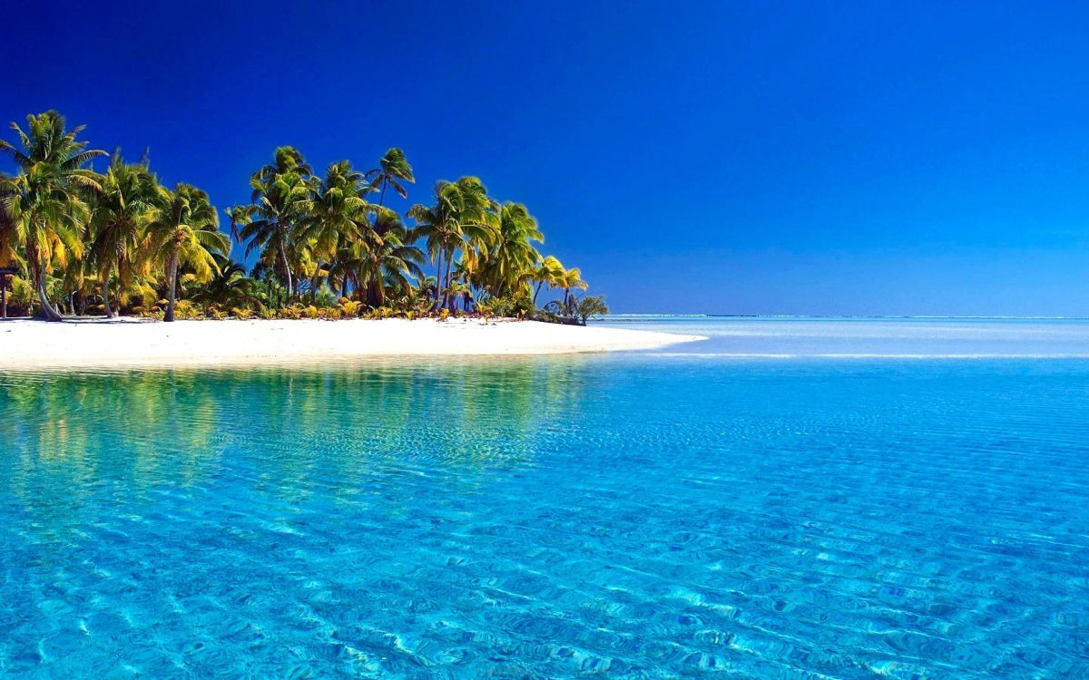 green palm trees on white sand beach during daytime