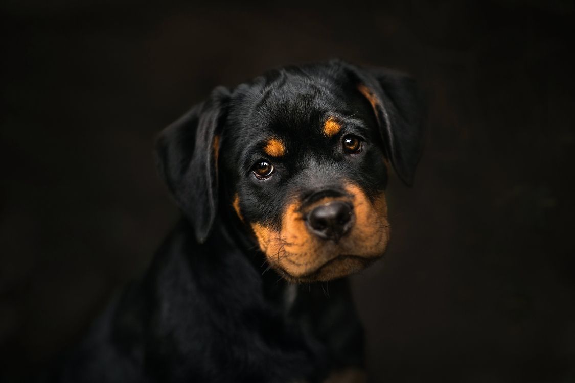 Schwarz-brauner Rottweiler-Welpe. Wallpaper in 2048x1365 Resolution