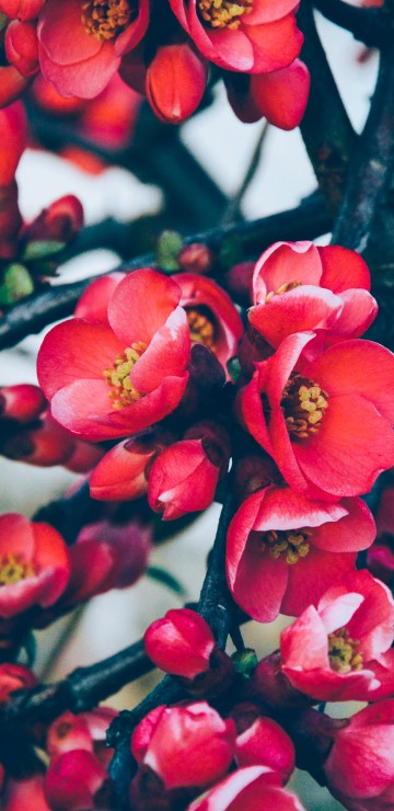 Image red and white flowers in tilt shift lens