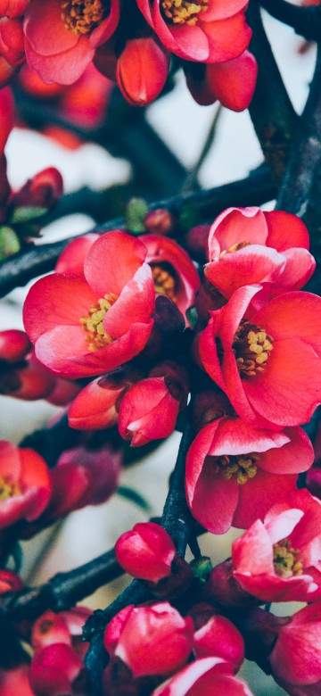 Image red and white flowers in tilt shift lens