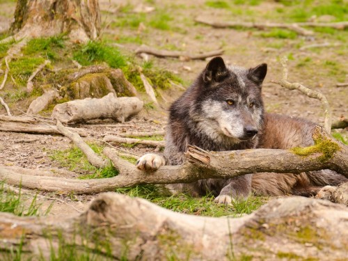 Image brown wolf on green grass during daytime