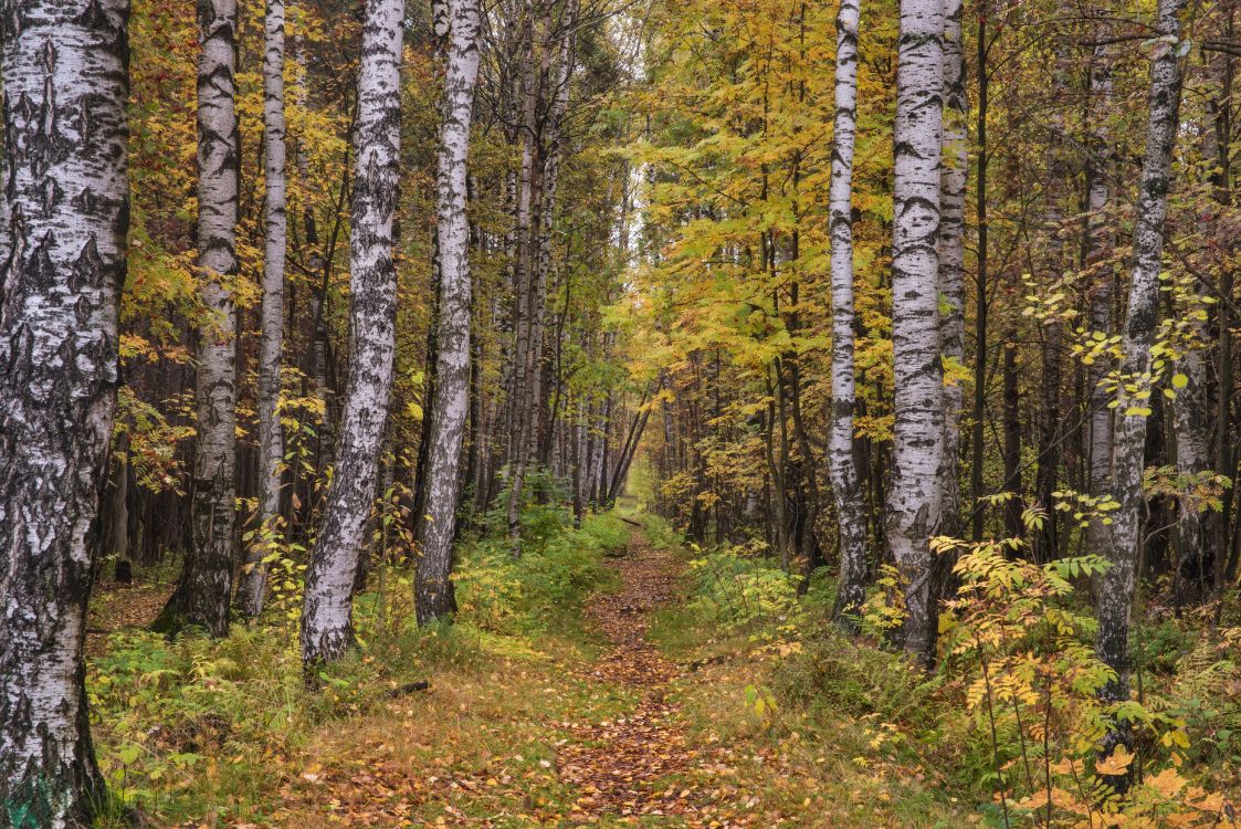 森林, Birch, 温带针叶林, 自然保护区, 圣彼得堡 壁纸 6000x4004 允许
