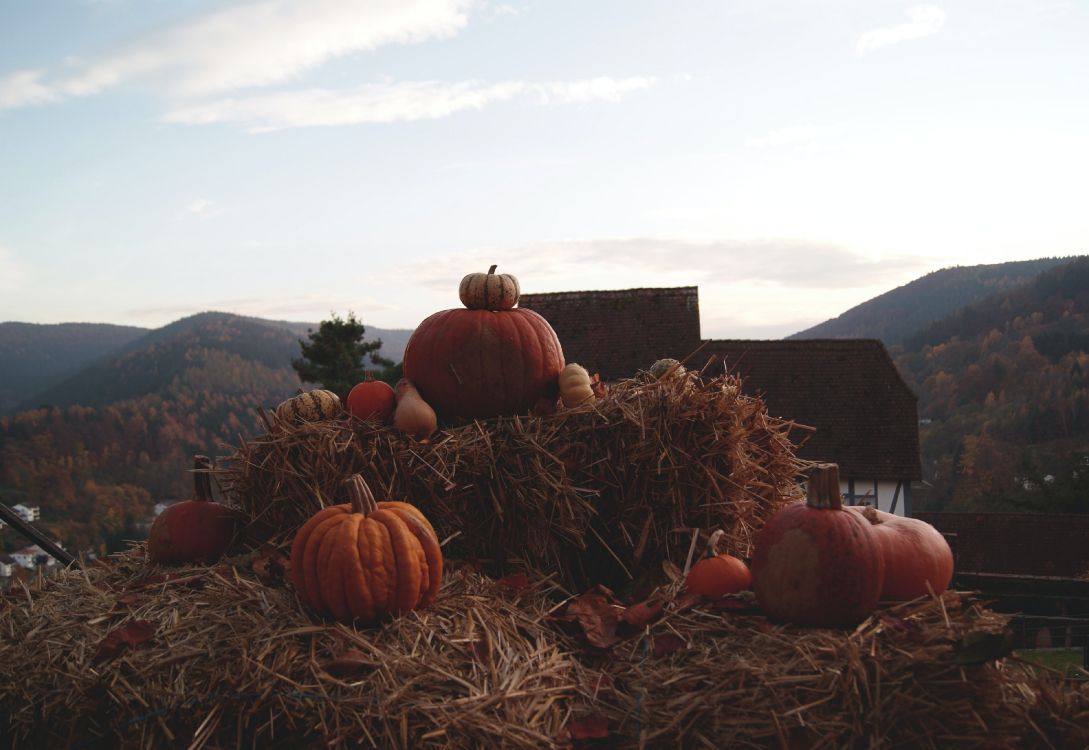 Halloween, hay, dont worry darling, shia labeouf, future