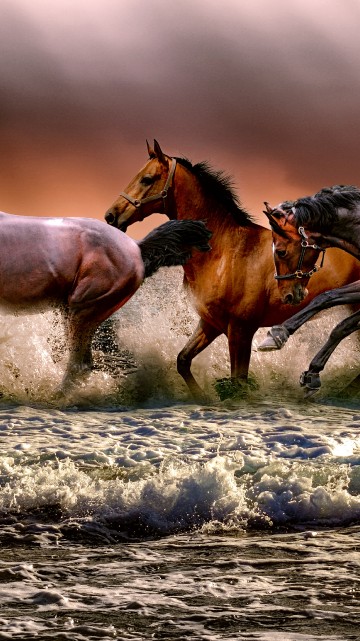 wild horses wallpaper iphone