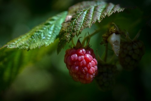 Image red round fruit in close up photography