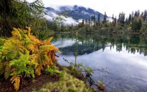 Image green and brown trees beside lake during daytime