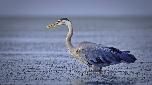 Image grey heron flying over the sea during daytime