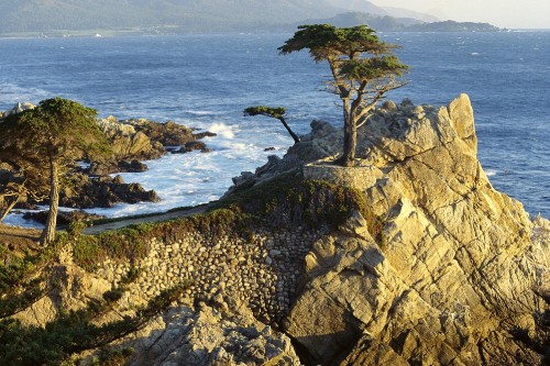 Image brown bare tree on brown rocky shore during daytime