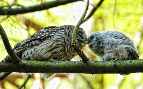 Image white and black owl on brown tree branch during daytime