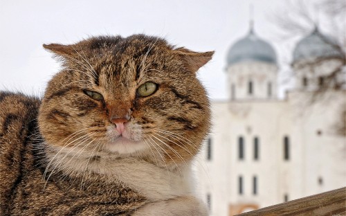 Image brown and white tabby cat