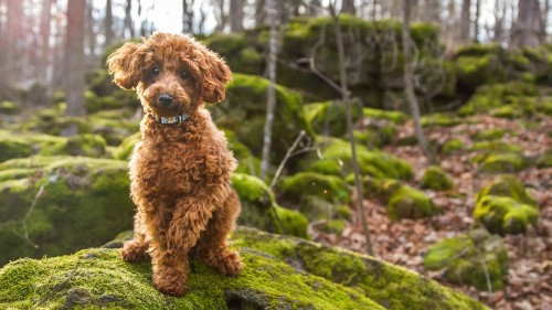 Image standard poodle, miniature poodle, spanish water dog, goldendoodle, Lagotto Romagnolo