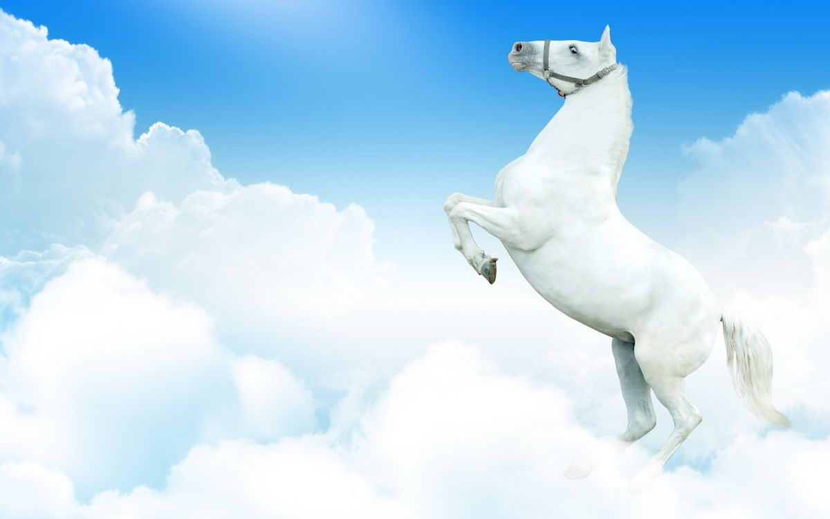 Statue de Cheval Blanc Sous Ciel Bleu. Wallpaper in 1920x1200 Resolution