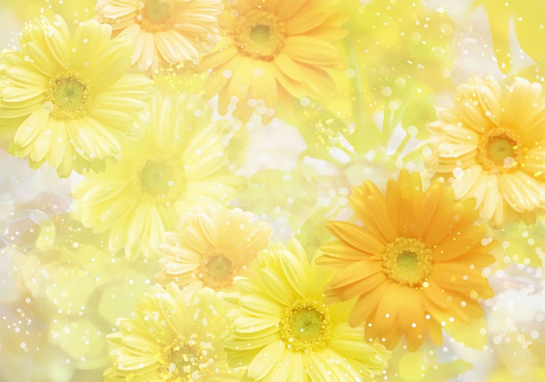 Gelbe Und Weiße Gänseblümchenblume. Wallpaper in 3571x2500 Resolution