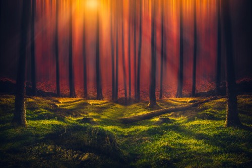 Image green grass field near trees during sunset