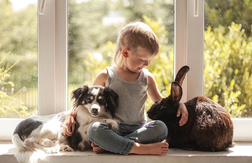 Image rabbit, dog, dog breed, child, companion dog