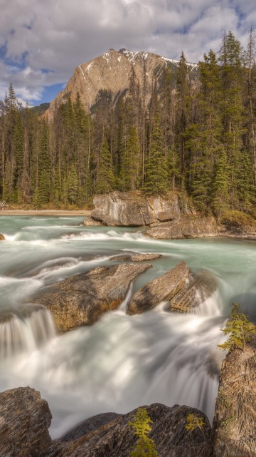 Image green pine trees near river during daytime