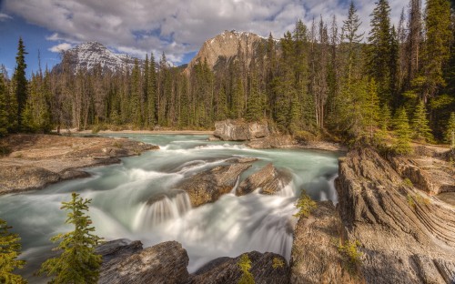 Image green pine trees near river during daytime