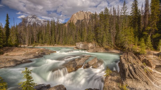 Image green pine trees near river during daytime