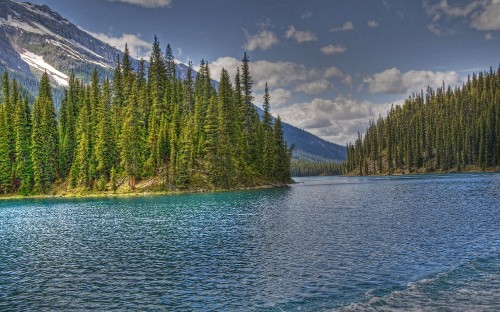 Image green pine trees near lake under blue sky during daytime