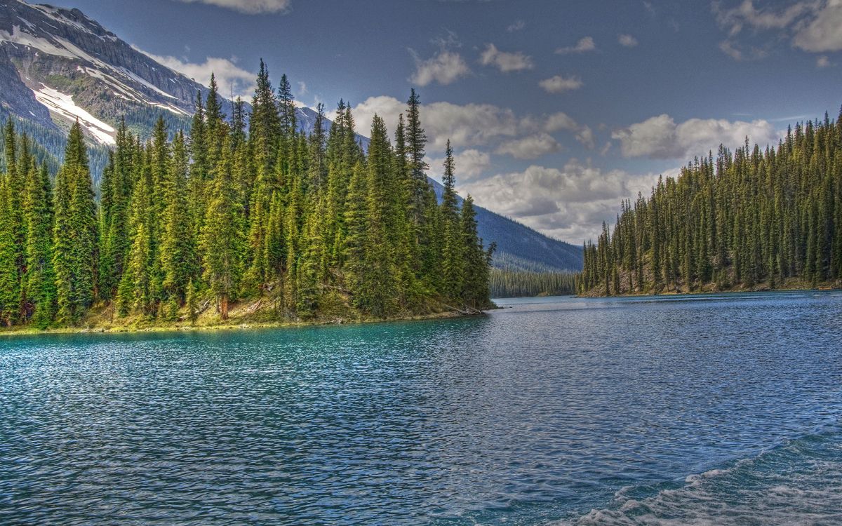 green pine trees near lake under blue sky during daytime