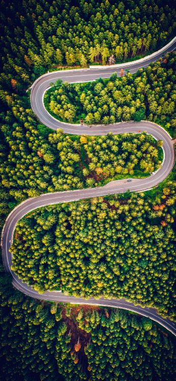 Vegetation, Blatt, Pflanzen, Biologie, Wissenschaft. Wallpaper in 1080x2340 Resolution