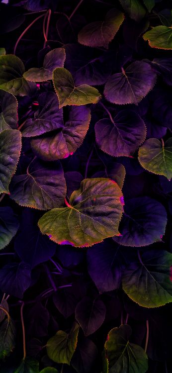 plant, leaf, purple, petal, botany