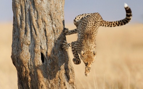 Image leopard on brown tree trunk