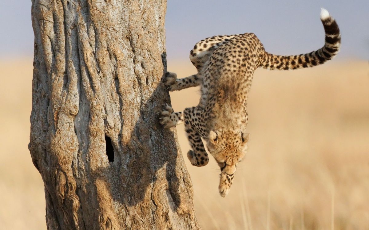 leopard on brown tree trunk