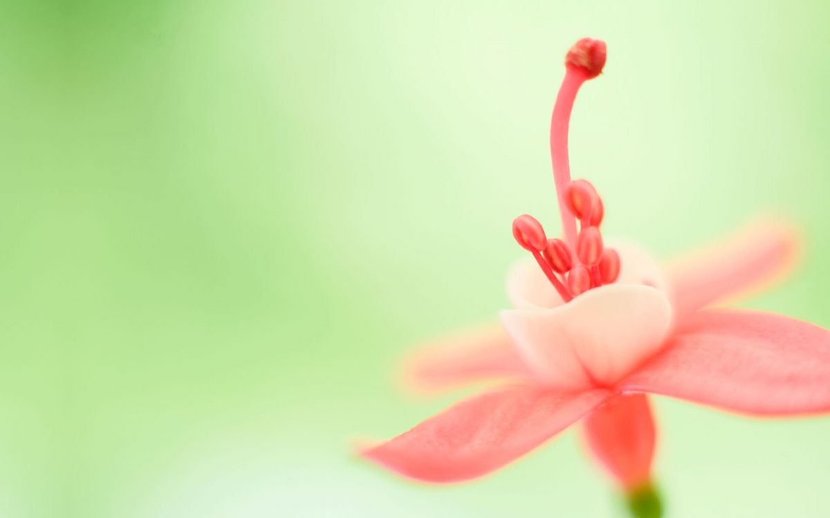 Windows, Windows10, Microsoft Windows, Windows8, Windows7 壁纸 1920x1200 允许