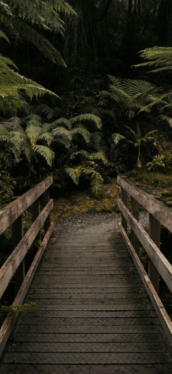 Selva, la Comunidad Vegetal, Paisaje Natural, Escalera, Madera. Wallpaper in 1181x2558 Resolution