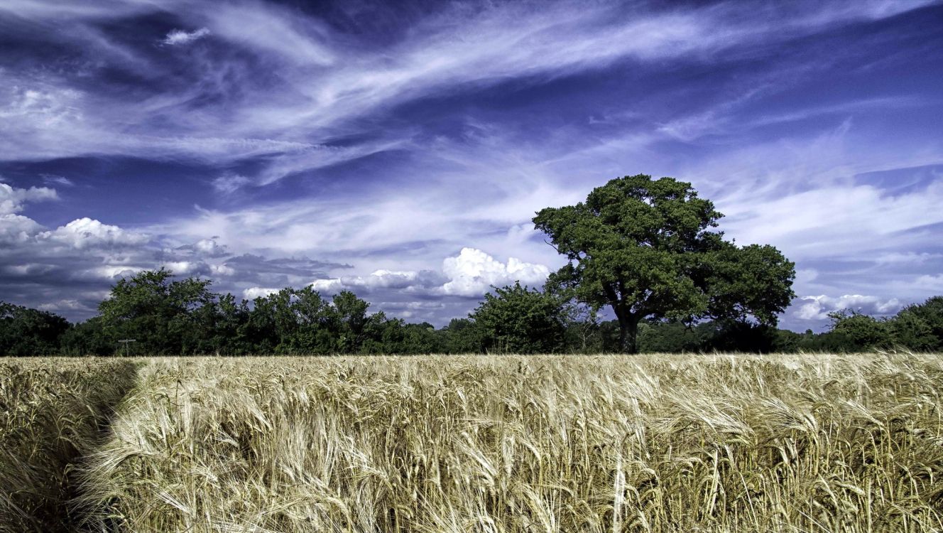 Arbres Verts Sous Ciel Bleu Pendant la Journée. Wallpaper in 2048x1156 Resolution