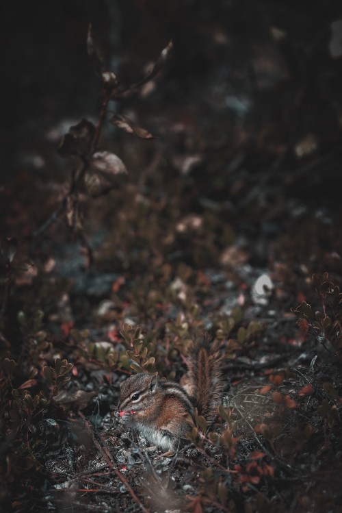 Image brown squirrel on brown dried leaves