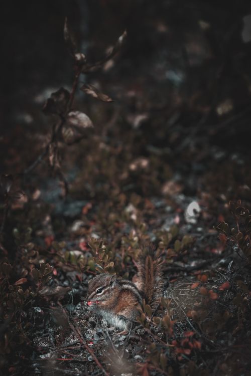 brown squirrel on brown dried leaves