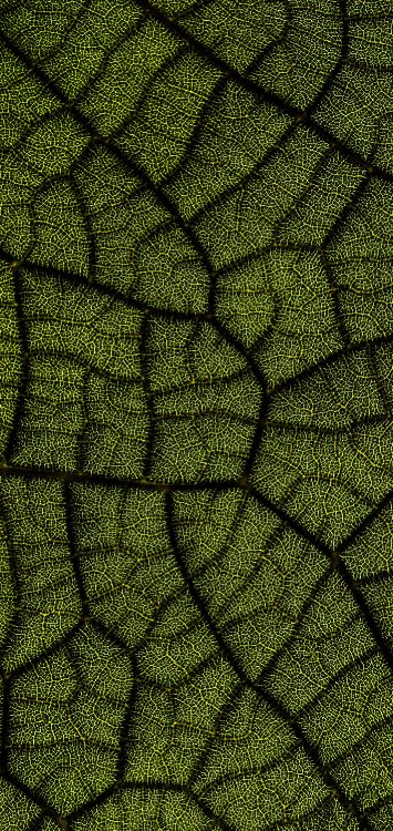 Blatt, Digitalbau 2022, Terrestrische Pflanzen, Symmetrie, Kunst. Wallpaper in 1420x3000 Resolution