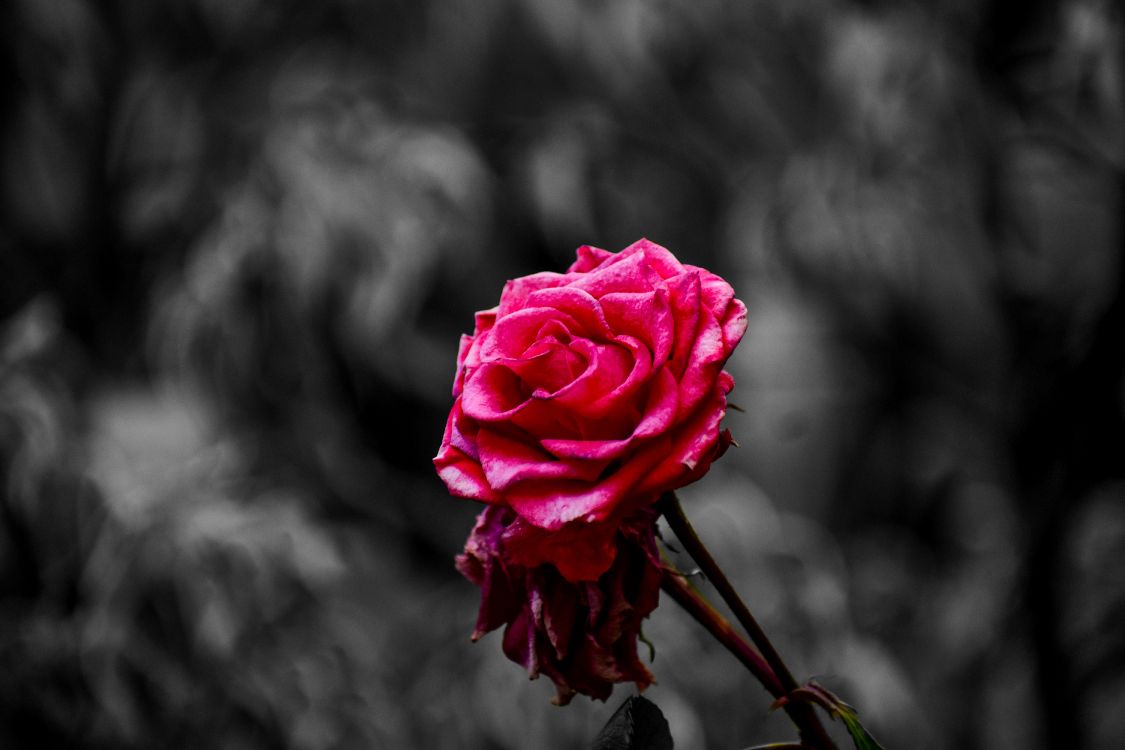 Rose Rose en Fleur Dans la Photographie en Gros Plan. Wallpaper in 6000x4000 Resolution