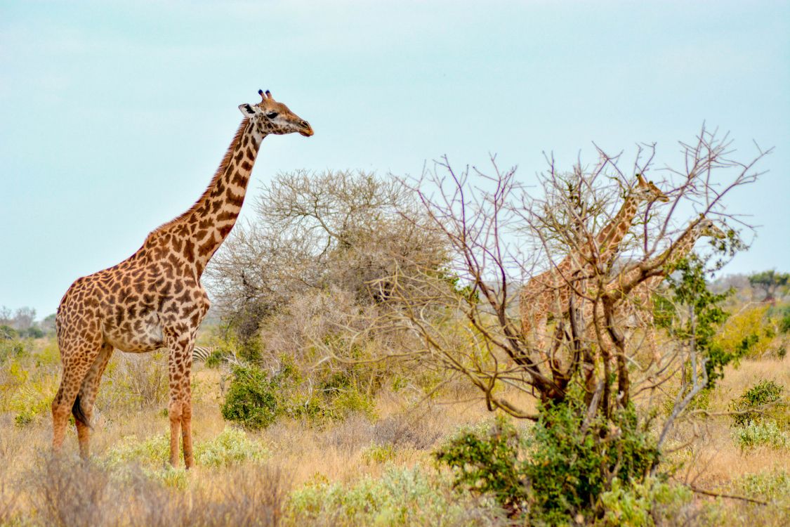 Afrika Giraffe, Maasai Mara National Reserve, Tsavo East National Park, Giraffenzentrum, Afrikanischer Elefant. Wallpaper in 6000x4000 Resolution