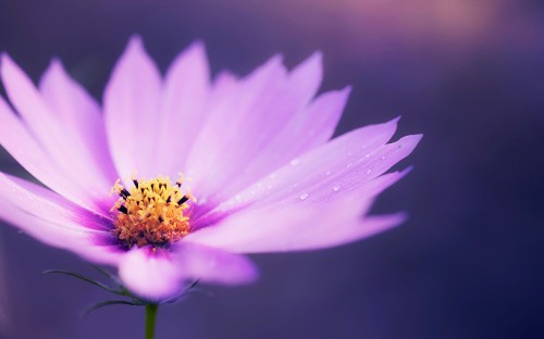 Image purple flower in tilt shift lens