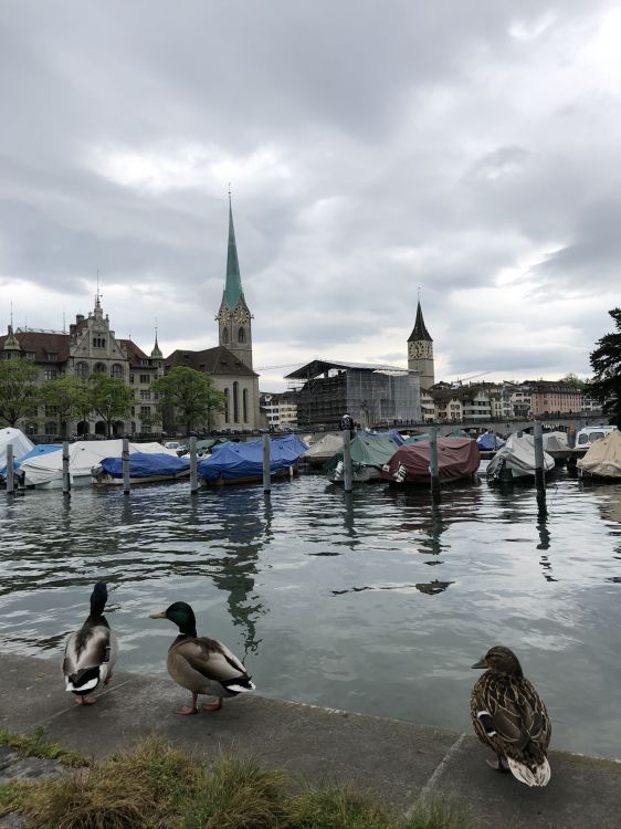 Fraumnster, Wasser, Stockente, Gans, Fluss. Wallpaper in 1536x2048 Resolution