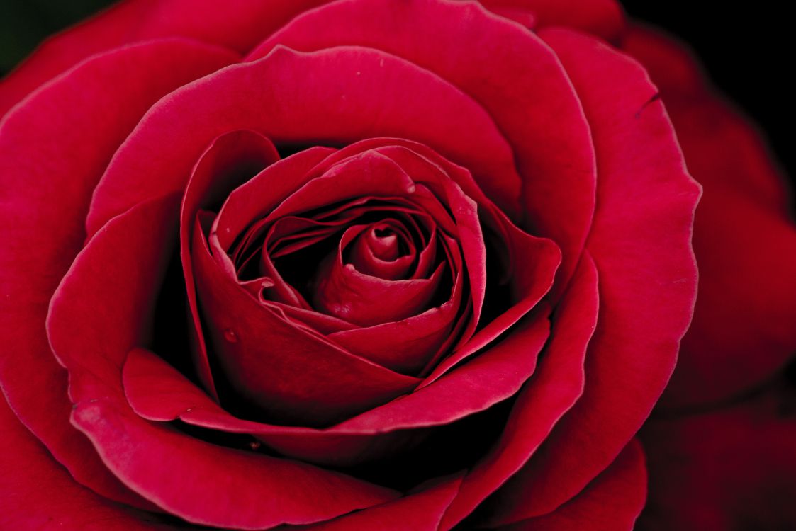 Rose Rouge en Fleur Photo en Gros Plan. Wallpaper in 7360x4912 Resolution