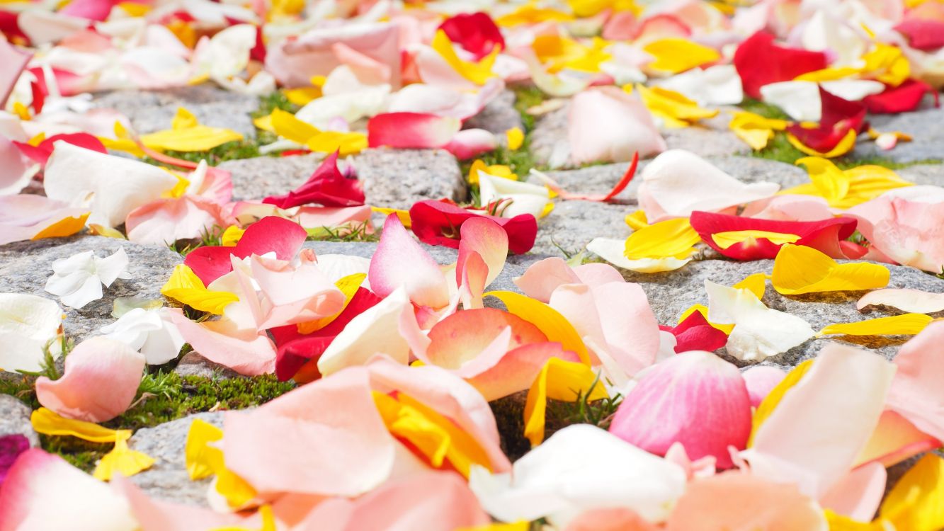 pink and white petals on ground