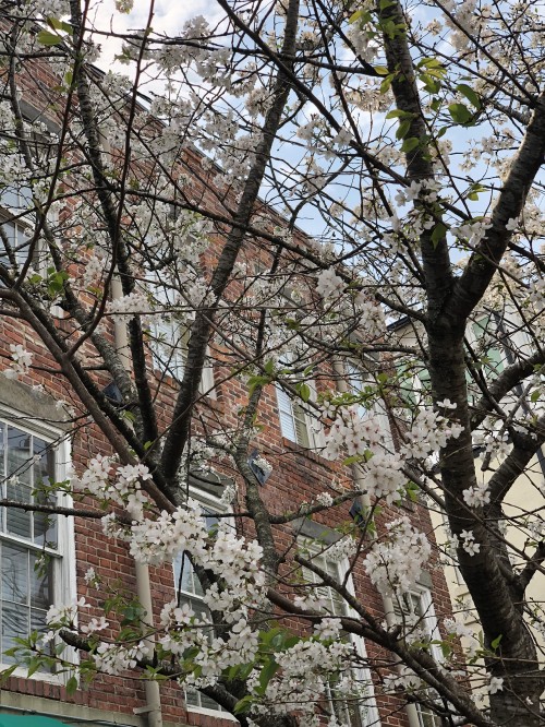 Image tree, window, roof, branch, twig