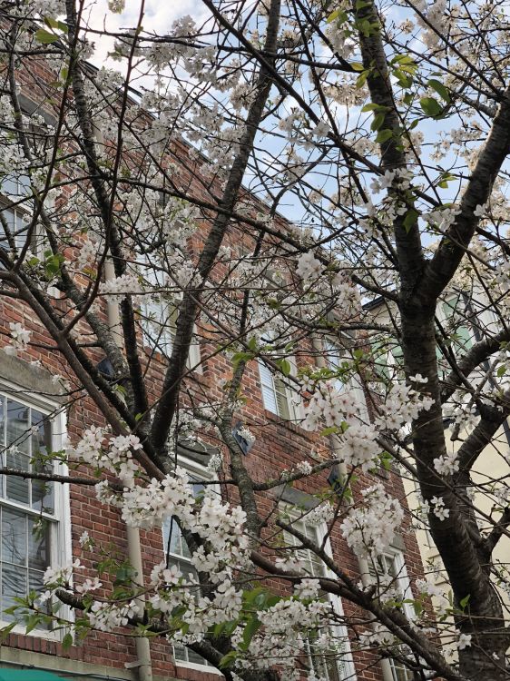 tree, window, roof, branch, twig