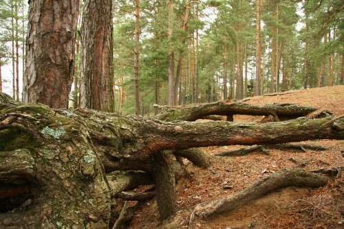 Image brown tree log on brown soil