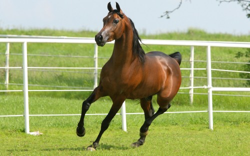 Image brown horse on green grass field during daytime