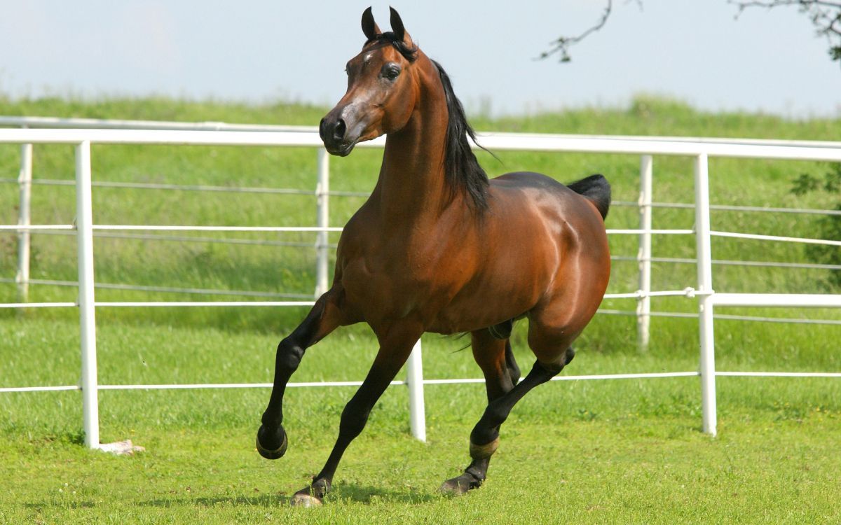 brown horse on green grass field during daytime